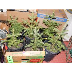 6    1 GALLON SPRUCE TREES