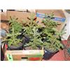 Image 1 : 6    1 GALLON SPRUCE TREES