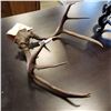 Image 2 : DEER ANTLERS