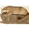 Image 1 : Full Mounted Mountain Lion