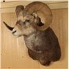 Image 2 : Big Horn Sheep Mount