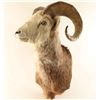 Image 2 : Big Horn Sheep Mount