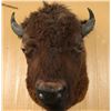 Image 1 : Huge Buffalo Shoulder Mount