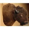 Image 2 : Huge Buffalo Shoulder Mount