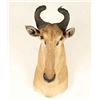 Image 2 : African Wildebeest Mount