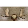 Image 1 : Huge Moose Horn Mount