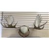 Image 2 : Huge Moose Horn Mount