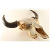 Image 1 : Large Buffalo Skull