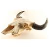 Image 2 : Large Buffalo Skull
