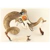 Image 2 : European Skull and Horns Mount