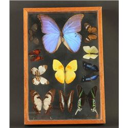 Butterfly Shadowbox