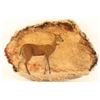 Image 1 : Whitetail Deer on Petrified Wood
