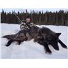 Image 1 : 10 Day Wolf Hunt and Ice Fishing Trip