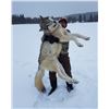 Image 2 : 10 Day Wolf Hunt and Ice Fishing Trip
