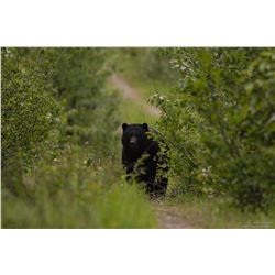 8 Day Spring Black Bear Hunt