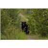 Image 1 : 8 Day Spring Black Bear Hunt
