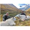 Image 2 : 11 Day Northern BC Mountain Goat Hunt