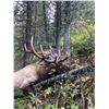 Image 2 : 7 Day Rocky Mountain Elk Hunt in Southern BC