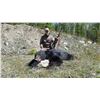 Image 2 : 5 Day Spring Black Bear Hunt in the Omineca