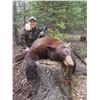 Image 4 : 5 Day Spring Black Bear Hunt in the Omineca