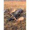 Image 2 : 12 Day Northern BC Moose Hunt