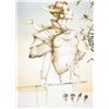 Image 1 : Michael Parkes "Stalking" Original Hand Pulled Stone Lithographs