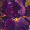 Image 2 : "Beautiful Dreamer" Limited Edition Giclee on Canvas by Simon Bull, Numbered and Signed with Certifi
