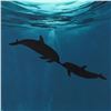 Image 2 : Wyland - "Two Dolphins" Framed Original Watercolor Painting, Hand Signed with Certificate of Authent