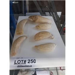 LOT OF 6 IVORY SPERMWHALE TEETH