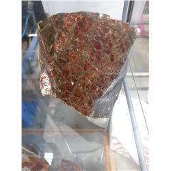 AMMOLITE FOSSILIZED SHELLS