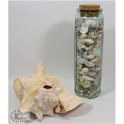 LARGE CONCH WITH JAR OF SEA SHELLS.