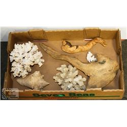 FLAT WITH CORAL, DRIFT WOOD & CONCH SHELL