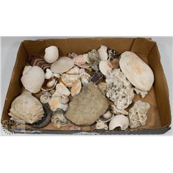 FLAT OF ASSORTED SHELLS, FOSSILS, GEODE & MORE