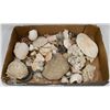 Image 1 : FLAT OF ASSORTED SHELLS, FOSSILS, GEODE & MORE