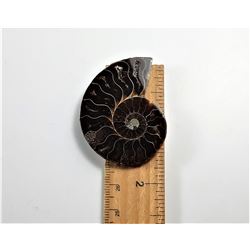 2)  AMMONITE FOSSIL SPECIMEN