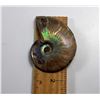 Image 2 : 2)  AMMONITE FOSSIL SPECIMEN