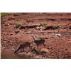 Image 1 : CHAMPION RANCH: 4-Day/3-Night Texas Cast & Blast for One Hunter and One Non-Hunter in Texas - Includ