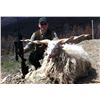 Image 1 : SAFARI INTERNATIONAL: 5-Day Racka Sheep Hunt for One Hunter and One Non-Hunter in Macedonia - Includ