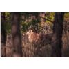Image 1 : POGUE RANCH: 2-Day Red Stag and Red Hind Meat Hunt for One Hunter and One Non-Hunter in Oklahoma - I