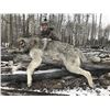 Image 1 : SAVAGE ENCOUNTERS: 6-Day Wolf Hunt for Two Hunters and Two Non-Hunters in Alberta, Canada - Includes