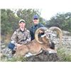 Image 1 : TEXAS DIVIDE: 2-Day/2-Night Afghan Urial Ram Hunt for One Hunter and One Non-Hunter in Texas - Inclu