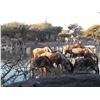 Image 1 : THOLO SAFARIS: 7-Day Plains Game Safari for One Hunter and One Non-Hunter in Botswana - Includes Tro