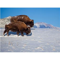 PHILMONT: 2-Day American Bison Hunt for One Hunter and One Non-Hunter in New Mexico - Includes Troph