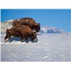 Image 1 : PHILMONT: 2-Day American Bison Hunt for One Hunter and One Non-Hunter in New Mexico - Includes Troph