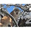 Image 1 : DIAMOND OUTFITTERS: 5-Day Coues Whitetail Deer and Mountain Lion Hunt for Two Hunters in Arizona - I
