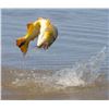 Image 2 : PARANA SUNRISE: 4-Day/5-Night Dove Hunt and Golden Dorado Fishing Adventure for Five Hunters