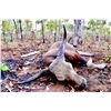 Image 1 : JIM GIBSON'S: 6-Day Banteng Trophy Bull Hunt for One Hunter in New Zealand - Includes Trophy Fee