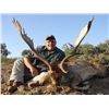 Image 1 : FERNANDO SAIZ: 4-Day European Fallow Deer or Iberian Mouflon Sheep Hunt for Two Hunters in Spain - I