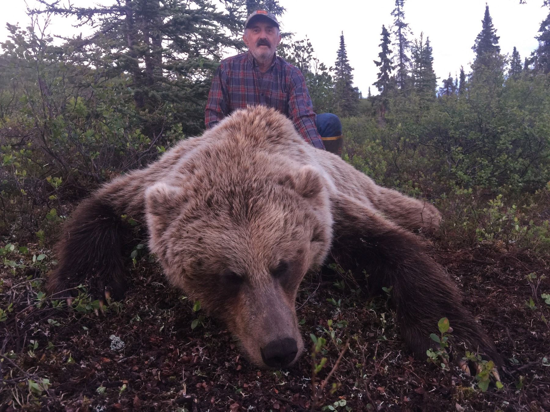 ALASKA BIG GAME 8Day Grizzly Bear Hunt for One Hunter in Alaska