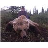 Image 1 : ALASKA BIG GAME: 8-Day Grizzly Bear Hunt for One Hunter in Alaska - Includes Trophy Fee
